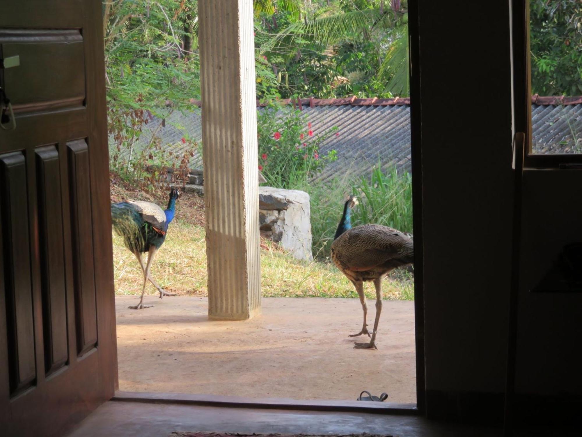 Bed and Breakfast Pemuyan Mirissa70 Exterior foto